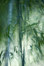 竹，临池，似玉。悒露静，和烟绿。