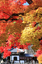 Adashino Nenbutsu-ji, Kyoto, Japan (By Tetsuro Hashiguchi)。日本京都化野念仏寺(化野念佛寺)，位于嵯峨野深处的寺院。在静静的飘浮着寂静的空气中，大小不同各种各样的石佛、石塔成排地排列着。饱经风雪、韵味十足的立在那里的石佛、石塔的数量达8000尊之多，为此处的精华之作。这里原本是风葬场所，为了镇定这些亡灵，空海大师将其埋葬于此，成为寺院的起源。或许是这个原因，寺院内飘荡着神秘的气息。