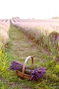 Lavender field...