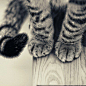 治愈系图片：萌萌的猫爪图片 (5)
