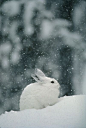 Snow bunny