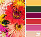 配色 颜色 色系-----海量平面素材尽在花瓣@花道士