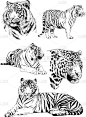 矢量画素描不同的掠食者，老虎，狮子，猎豹和豹都是用墨水手绘的，没有背景的物体