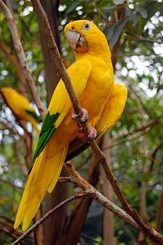 Gorgeous yellow parr...