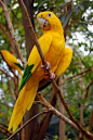 Gorgeous yellow parrot