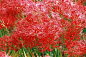 日本埼玉县日高市「巾着田曼珠沙华」公园内，500万株曼珠沙华开始盛开，面积达到5.5公顷，如同铺上了一片红色的地毯。彼岸花，又名曼珠沙华。此花奇特，开花不见叶，叶生不开花，生生世世，花叶两相错。