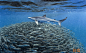 数万马鲛鱼簇拥形成巨大鱼群抵抗海豚鲨鱼攻击