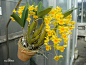 鼓槌石斛（学名：Dendrobium chrysotoxum Lindl.）：茎直立，肉质，纺锤形，具2-5节间，具多数圆钝的条棱，近顶端具2-5枚叶。叶革质，长圆形。总状花序近茎顶端发出，斜出或稍下垂，长达20厘米；花质地厚，金黄色，稍带香气；花瓣倒卵形，等长于中萼片，宽约为萼片的2倍，先端近圆形，具约10条脉；唇瓣的颜色比萼片和花瓣深，近肾状圆形。花期3-5月。