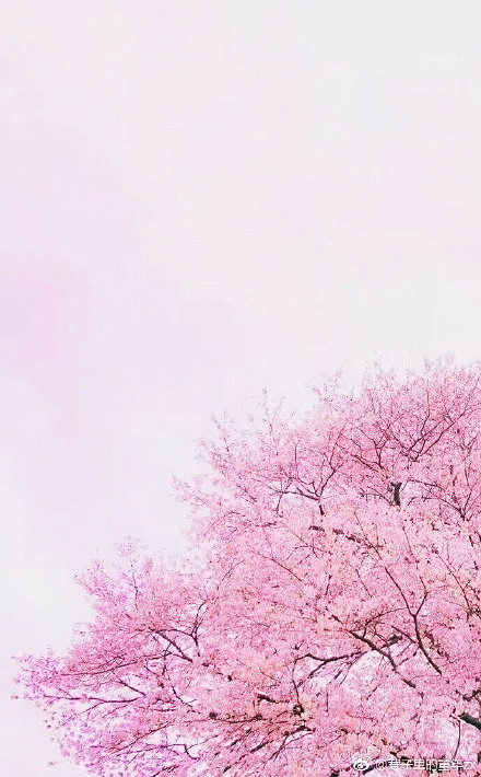 花  树 摄影 粉色