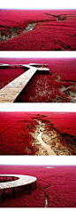 红海滩，盘锦，中国。