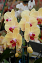 Ivory Orchids