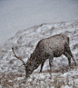 Red Deer Stag in Snow