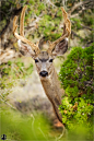 鹿科（Cervidae）是哺乳纲偶蹄目下的一科动物。鹿科动物其特征是生有实心的分叉的角，一般仅雄性有1对角，雌性无角。