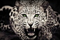 cheetah print wallpaper HD Download1 310x205