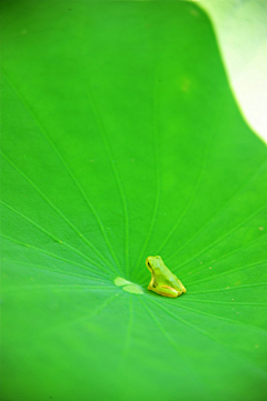 如是我闻UI采集到动物