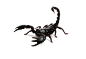 蝎子 (4500 x 3079)