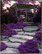 Purple garden: 