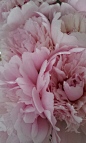 Favorite flower - peony