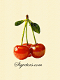 手绘水彩插画 食物水果系列---红樱桃三枚。