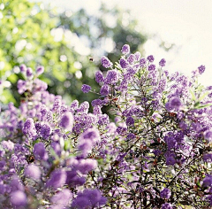 小瓶瓶采集到花花