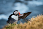 北极海鹦 Fratercula arctica 鸻形目 海雀科 海鹦属
Great Animal Photos - 照片策划者：Hans-Peter Ilge / 500px