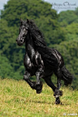 荷兰培育的马种Friesian horse，体型巨大，毛色黝黑，肌肉强悍，是勇武矫健的优良战马、赛马，却有一头散发温柔气质的飘逸秀发 ​​​​