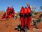 #奇花异草# 澳洲沙漠豆（SWAINSONA formosa）又名“斯特尔特沙漠豌豆" (Sturt's Desert Pea)，原产于澳洲的干旱地区，，它的名字是以英国探险家斯特尔特(1795-1869 Sturt)的名字命名的。是豆科植物，开花时花朵变换颜色，鲜艳而醒目，长得跟外星人似的。奇葩啊！种子在这里：<a class="text-meta meta-link" rel="nofollow" href="http://t.cn/8