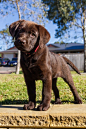 Chocolate Lab | Cutest Paw