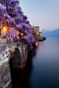 科莫湖边的紫藤花—意大利
