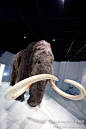“活生生”史前猛犸象落足北京 体验1.8万年前巨兽的魅力（配图）, 小莉旅游攻略