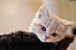 cat-cute-kitty-pets-1354bd31bbcc425726264ada9ed760cd.jpg (3008×2000)