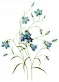 国外手绘植物花朵大全图片_1589x2200
点击浏览下一张：国外手绘植物花朵大全图片
