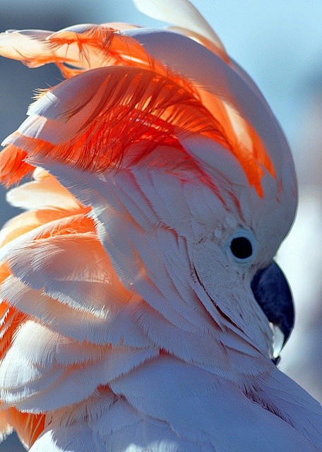 gorgeous | Birds & F...