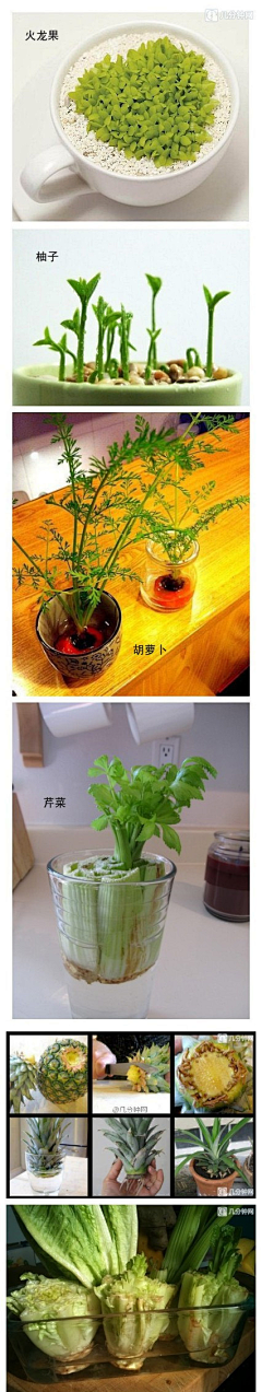 我要开个甜品店~采集到植物艺术/插花/园艺/微景观