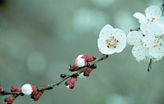 小小摄影师采集到花们的世界