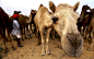 印度骆驼节开幕 数万骆驼集体亮相