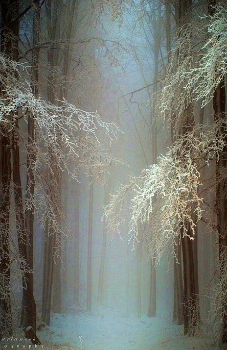 冬天的树木，冬季仙境