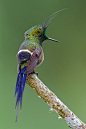 翎冠刺尾蜂鸟
Wire-crested Thorntail - (Discosura popelairii) is a hummingbird from Colombia, Ecuador and Peru. This species is one of the smallest birds on earth!