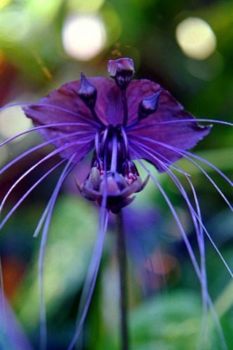 Black Bat Flower (10...