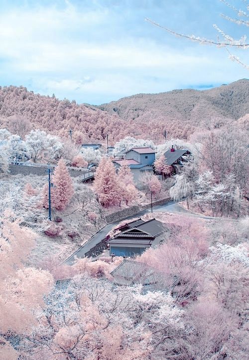 在奈良吉野山，盛开的樱花，日本