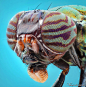 AlHabshi极致细节的高清昆虫微距摄影