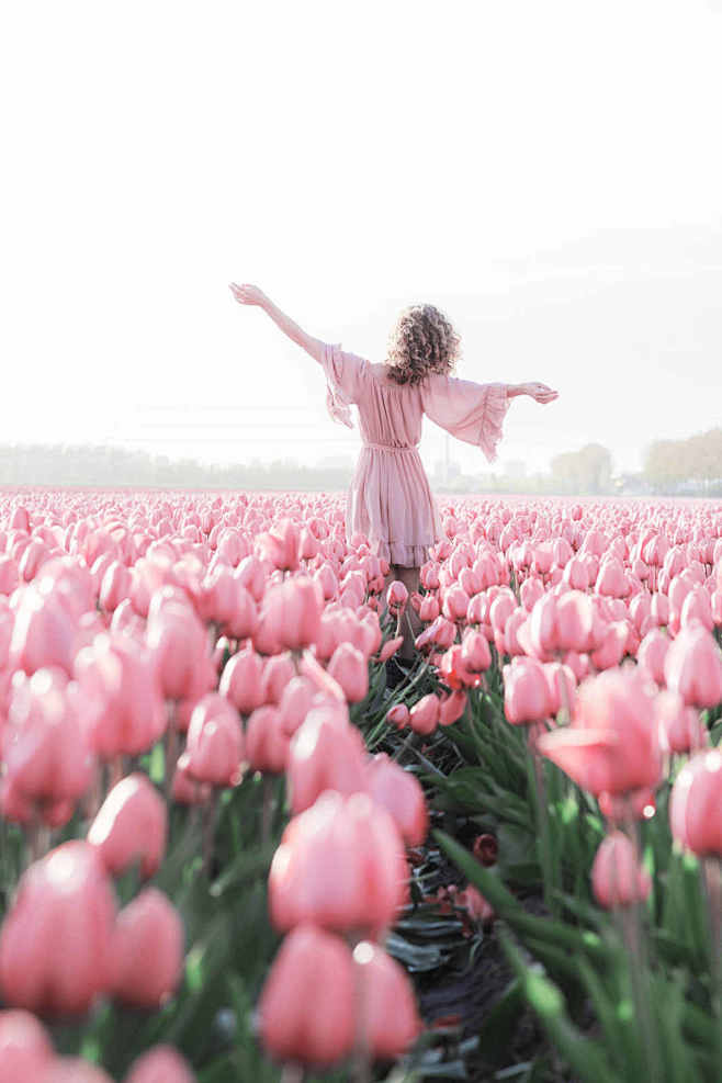 Pink tulips  