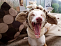 英国最开心的宠物大集锦：今天你笑了吗 : 一条斯塔福郡斗牛梗击败了其他200只宠物，荣获全英国最开心的宠物称号。