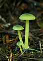 绿舌头菇 #蘑菇#