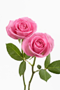 摄影,头状花序,花瓣,白色,白色背景_200344363-001_Two pink roses (rosa sp.) against white  background, close-up_创意图片_Getty Images China