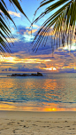 beach_tropics_sea_sand_palm_trees_84750_640x1136 | Flickr - Photo Sharing!: 