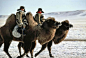 1982年，中国内蒙古自治区，骑着骆驼的男孩。