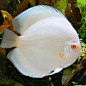 Discus Albino Blue Diamond