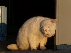 Speical采集到是猫啦--