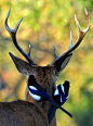 Deer with Magpies | Taken @ Richmond Park - These magpies we… | Flickr: 